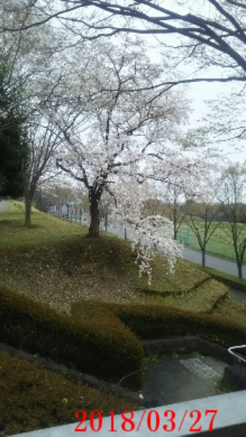 ⑮弓の橋桜