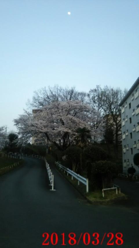 ⑨諏訪五丁目桜と月