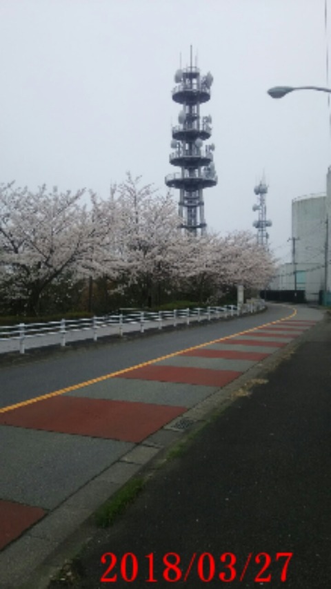 ③桜アングル２