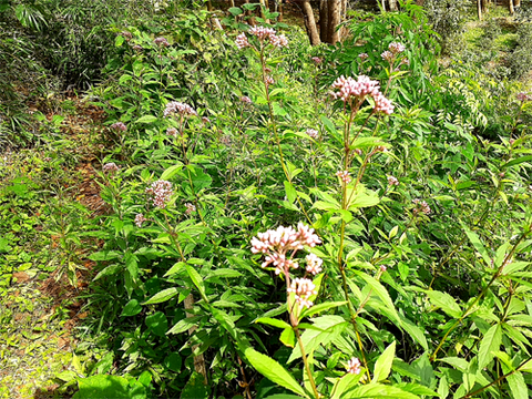 221011フジバカマ