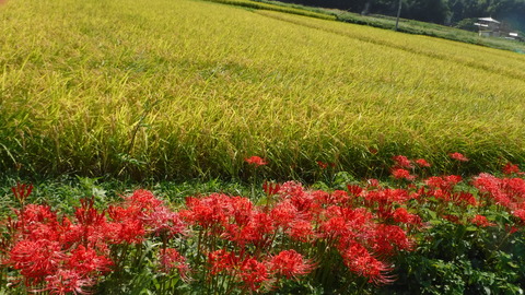 DSCF0125
