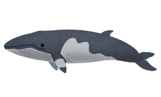 whale_09_minkukujira