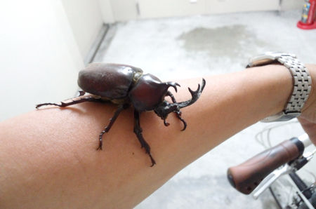 カブトムシb1_3I0088