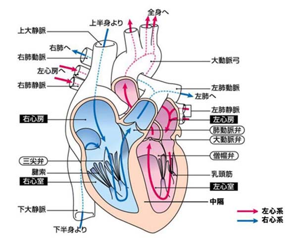 ph_heart_valvular01