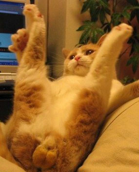 猫のキンタマｗｗｗｗｗｗｗｗｗｗｗｗｗｗｗｗｗ ゼリ速
