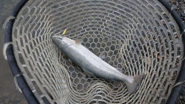 好調サクラマス ～エリアトラウト～ : C調パラダイス