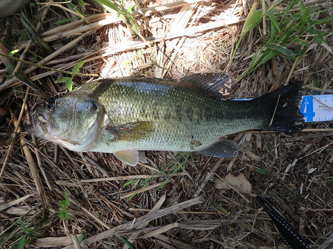 陸っぱりバス釣り大会 C調パラダイス