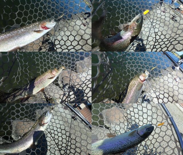 カーディフ ベイト ロッド 検 エリアトラウト 管釣り プレッソ フィネス Www Vetrepro Fr