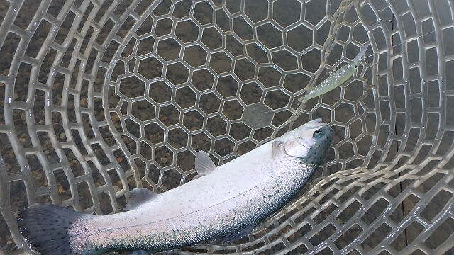 好調サクラマス ～エリアトラウト～ : C調パラダイス