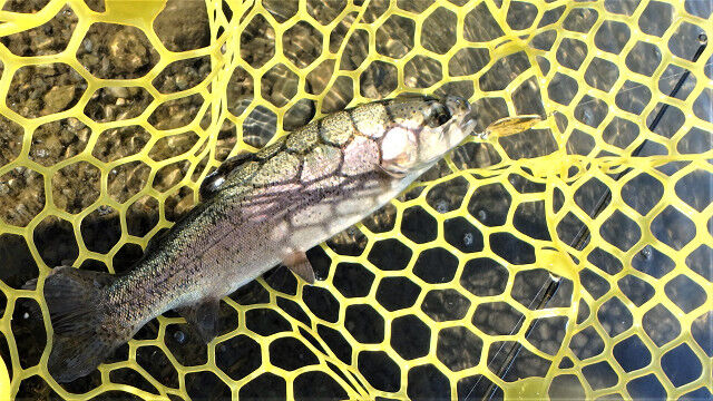 逃した魚はホントに大きい : C調パラダイス