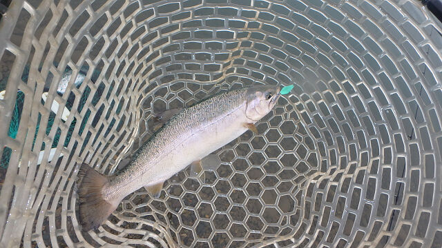 好調サクラマス ～エリアトラウト～ : C調パラダイス