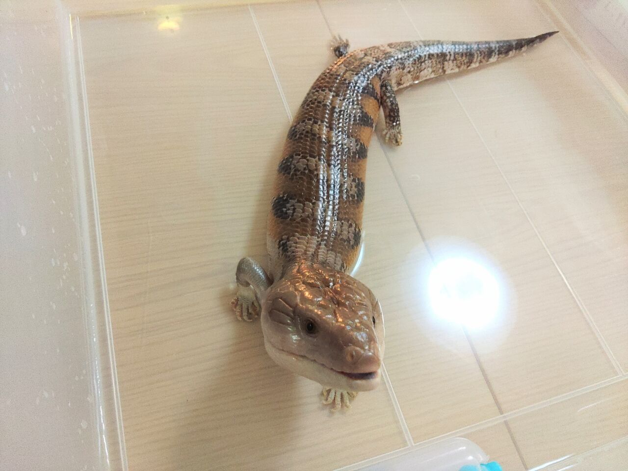 お迎え11日目 ペットシーツに潜って寝た : フトアゴヒゲトカゲ達との生活 - B96917a6