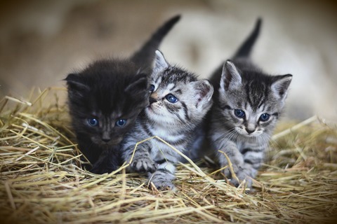 2kittens-g43bc0e2f3_1920
