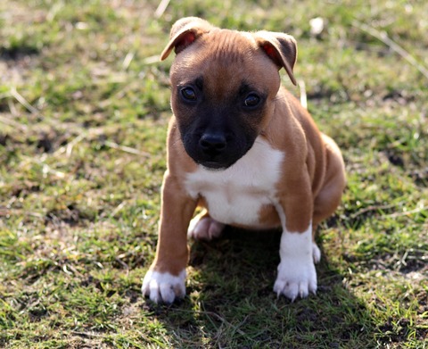 2puppy-843375_1920