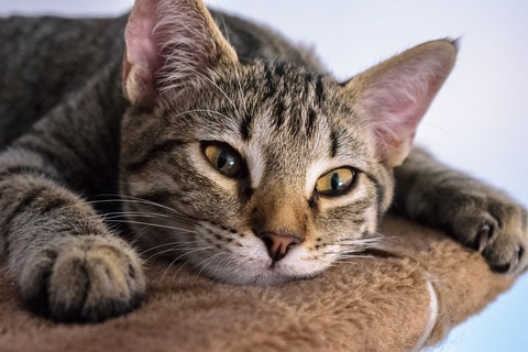 1cat-6346358_1280