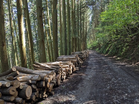 PXL_20240425_013045928.MP