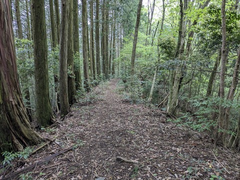 PXL_20240424_023110786