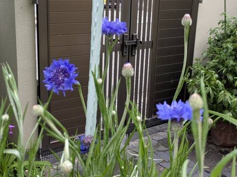 PXL_20250505_080137566