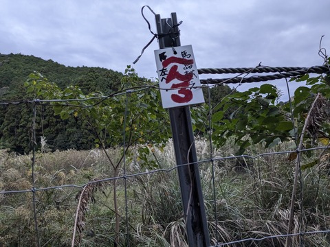 PXL_20241120_214416815