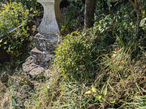 PXL_20241122_050653909