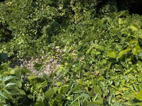 PXL_20251115_025208933