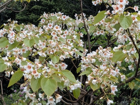 PXL_20250428_005835584