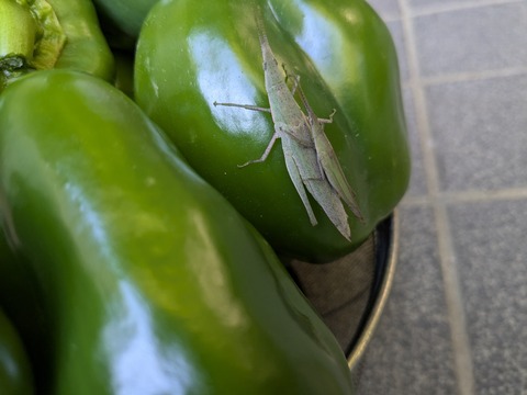 PXL_20251228_063137335