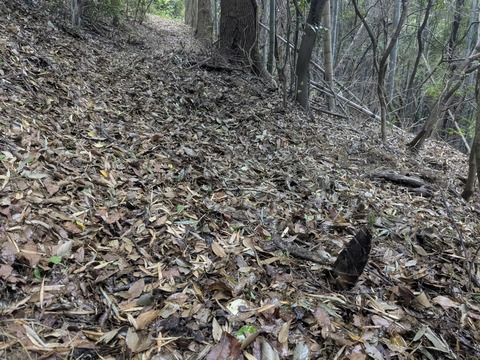 PXL_20250427_223537619