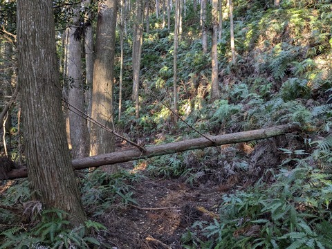 PXL_20241119_224655085.MP