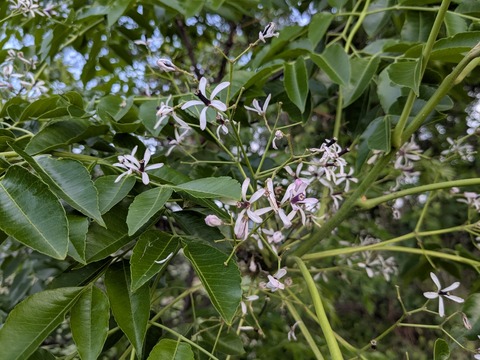 PXL_20250526_202642623