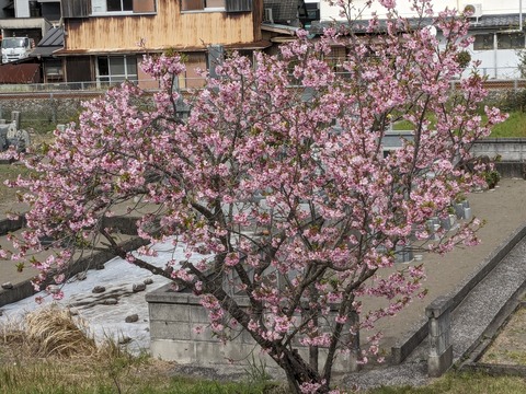 PXL_20240330_050531146