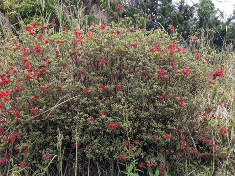 PXL_20240427_045017301