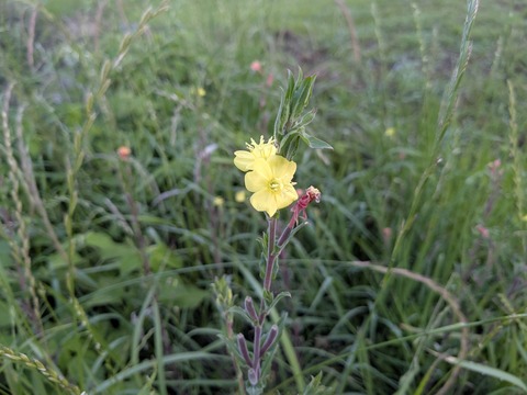 PXL_20250526_201711789