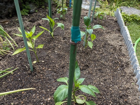 PXL_20240505_051713551