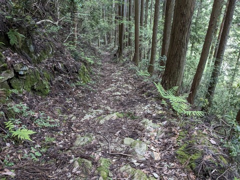 PXL_20240426_060632639.MP