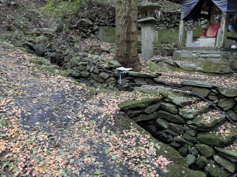 PXL_20251101_231500789