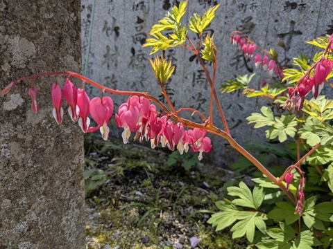 PXL_20250430_015150238