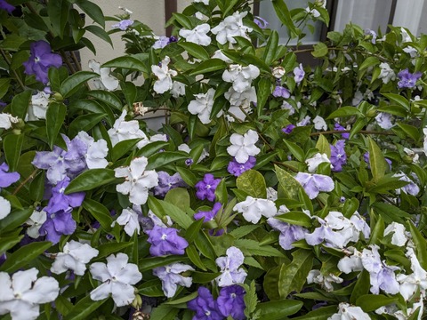 PXL_20240508_050048405