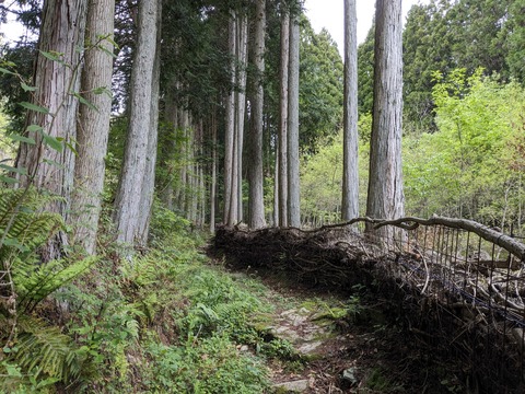 PXL_20240426_051645362