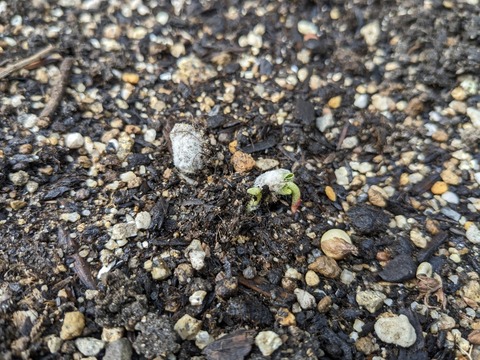 PXL_20240531_073514462