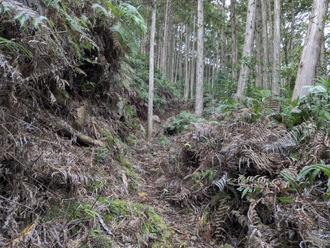 PXL_20241121_002225241