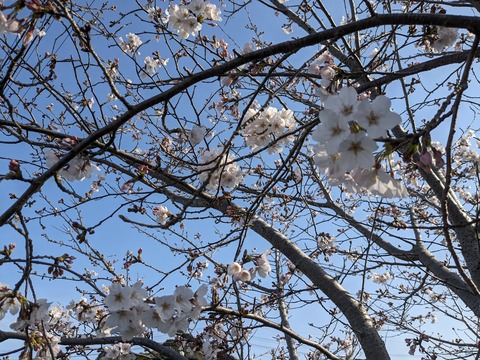 PXL_20240330_225600937