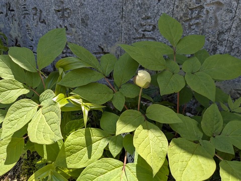 PXL_20250430_015205379