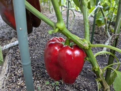 PXL_20250722_082650798