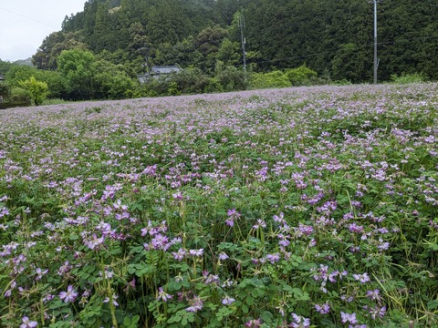 PXL_20240422_231044651