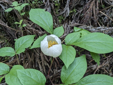 PXL_20240426_055657168