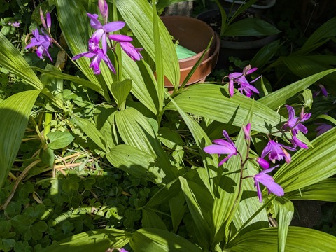 PXL_20250502_054749500