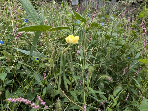 PXL_20240925_014809502