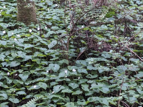 PXL_20240426_061630732