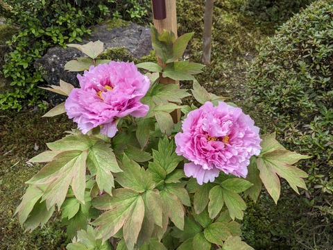 PXL_20240331_042618328